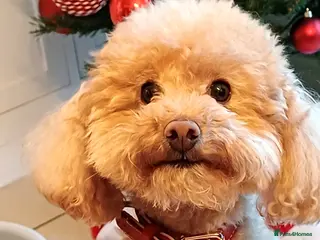 Toy Poodle dogs K.C. Registered Gentle Proven Stud - Advert 4