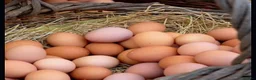 Chickens poultry for sale: 🥚🌿 Premium Organic Free Range Eggs  - Advert 4