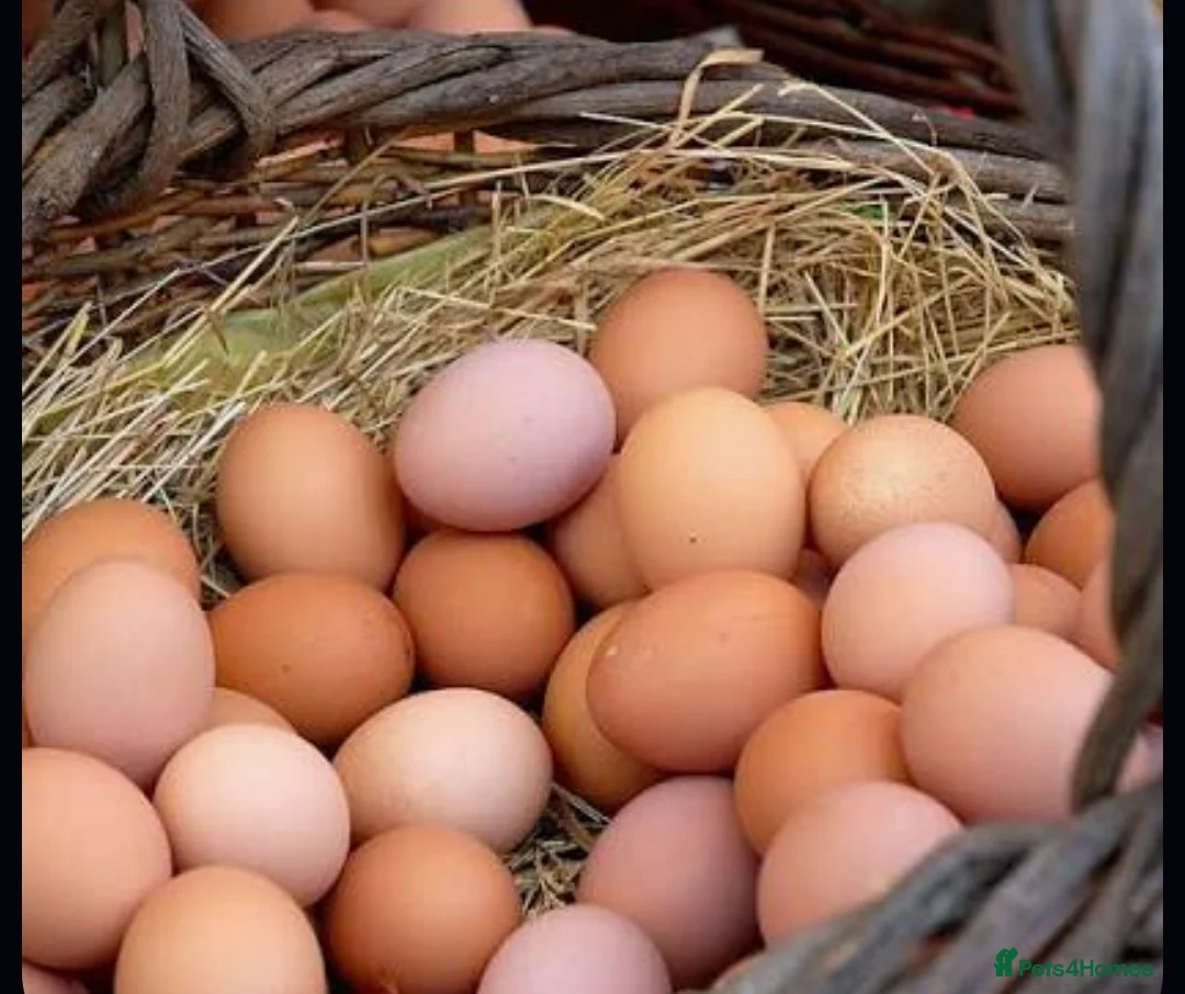 Chickens poultry for sale: 🥚🌿 Premium Organic Free Range Eggs  - Advert 4