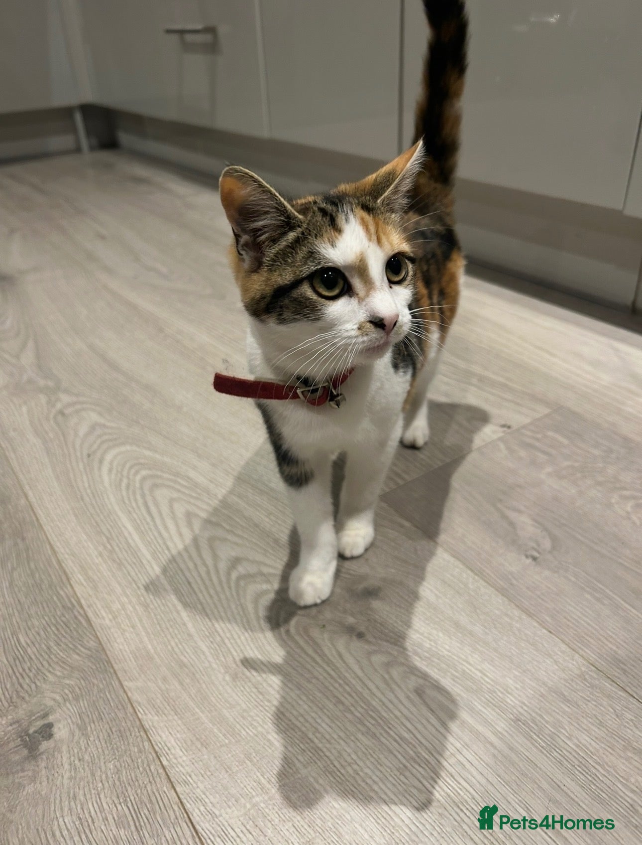 Domestic Shorthair cats Ginger and white male kitten - Advert 4