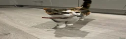 Domestic Shorthair cats for sale: Ginger and white male kitten - Advert 1