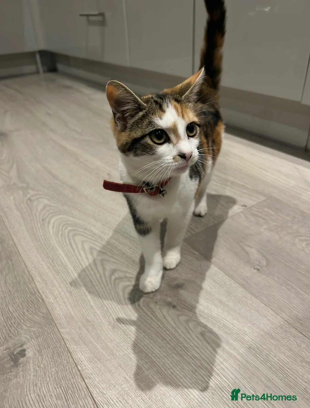Domestic Shorthair cats for sale: Ginger and white male kitten - Advert 1