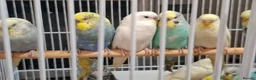 Budgerigars birds for sale: Budgies for sale Birmingham  - Advert 16