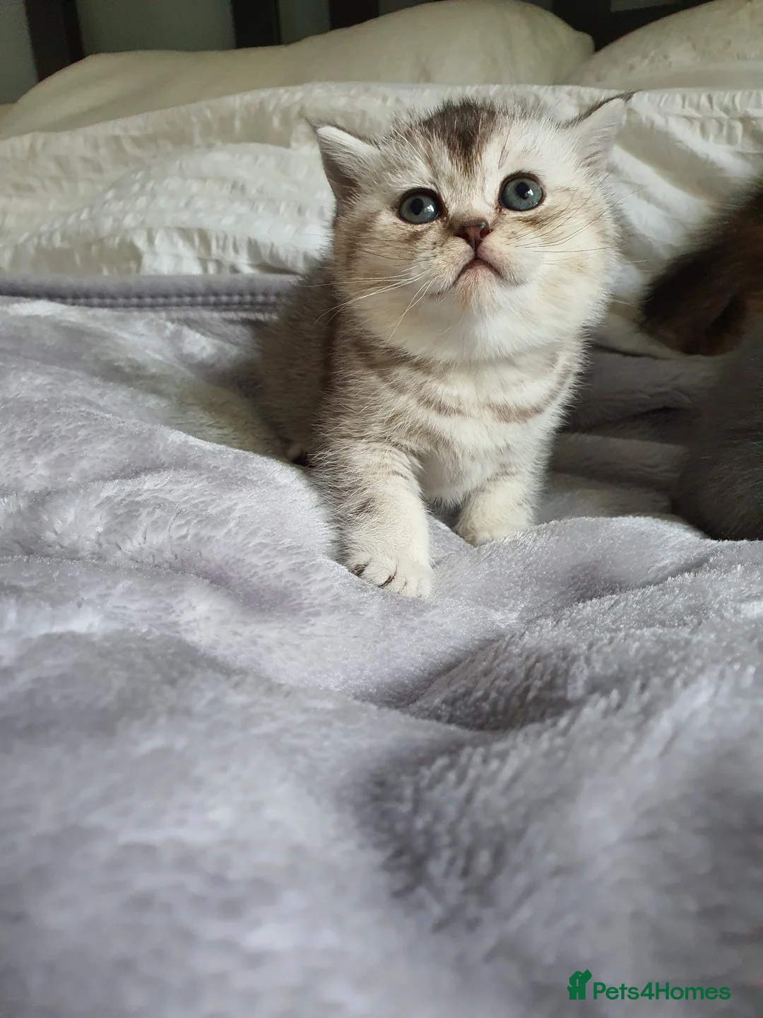 Scottish Fold cats for sale: Scottish Fold Kittens Available - Advert 2