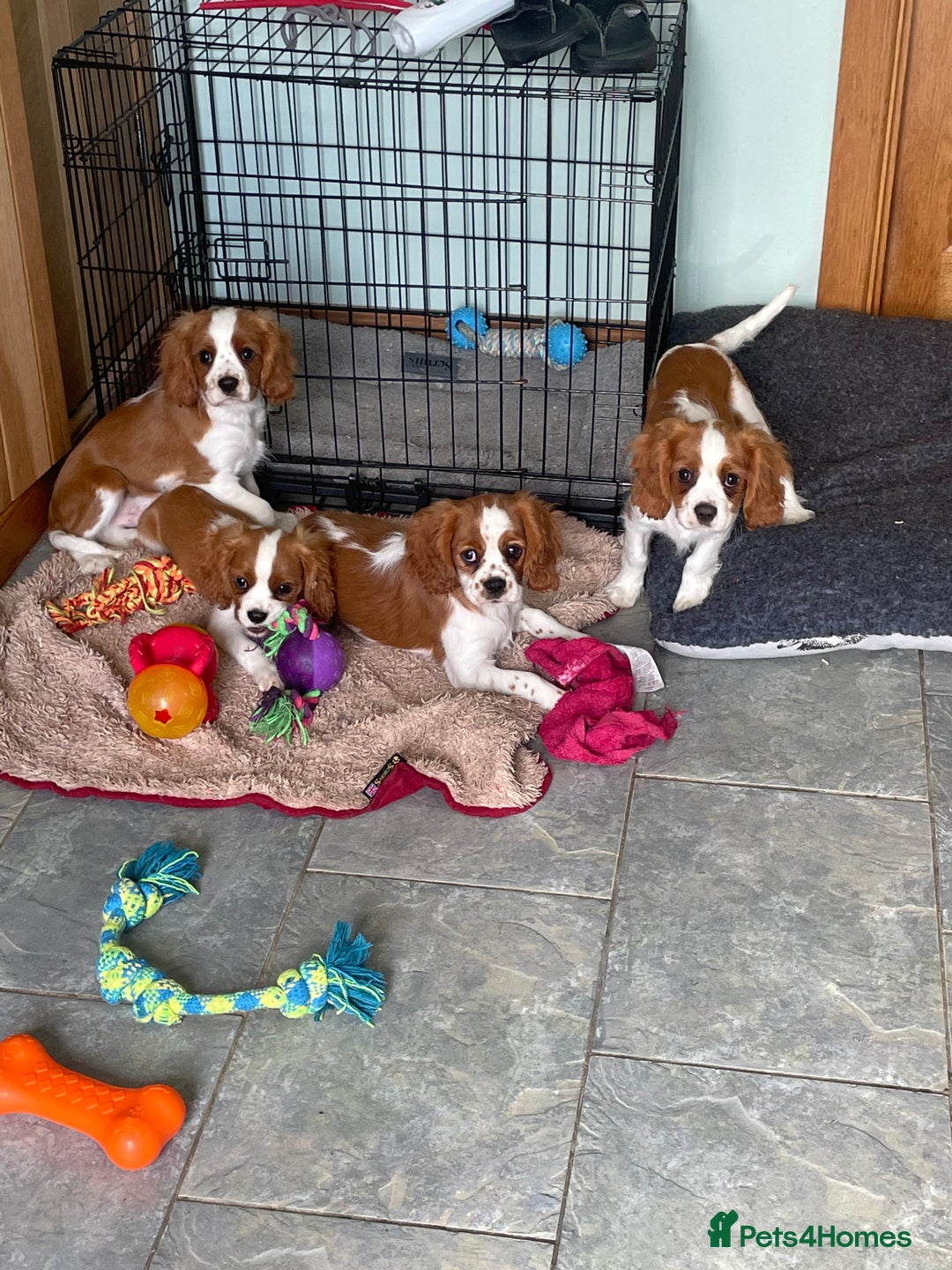 Cavalier King Charles Spaniel dogs for sale: K C Reg Fully Vaccinated  - Image 4