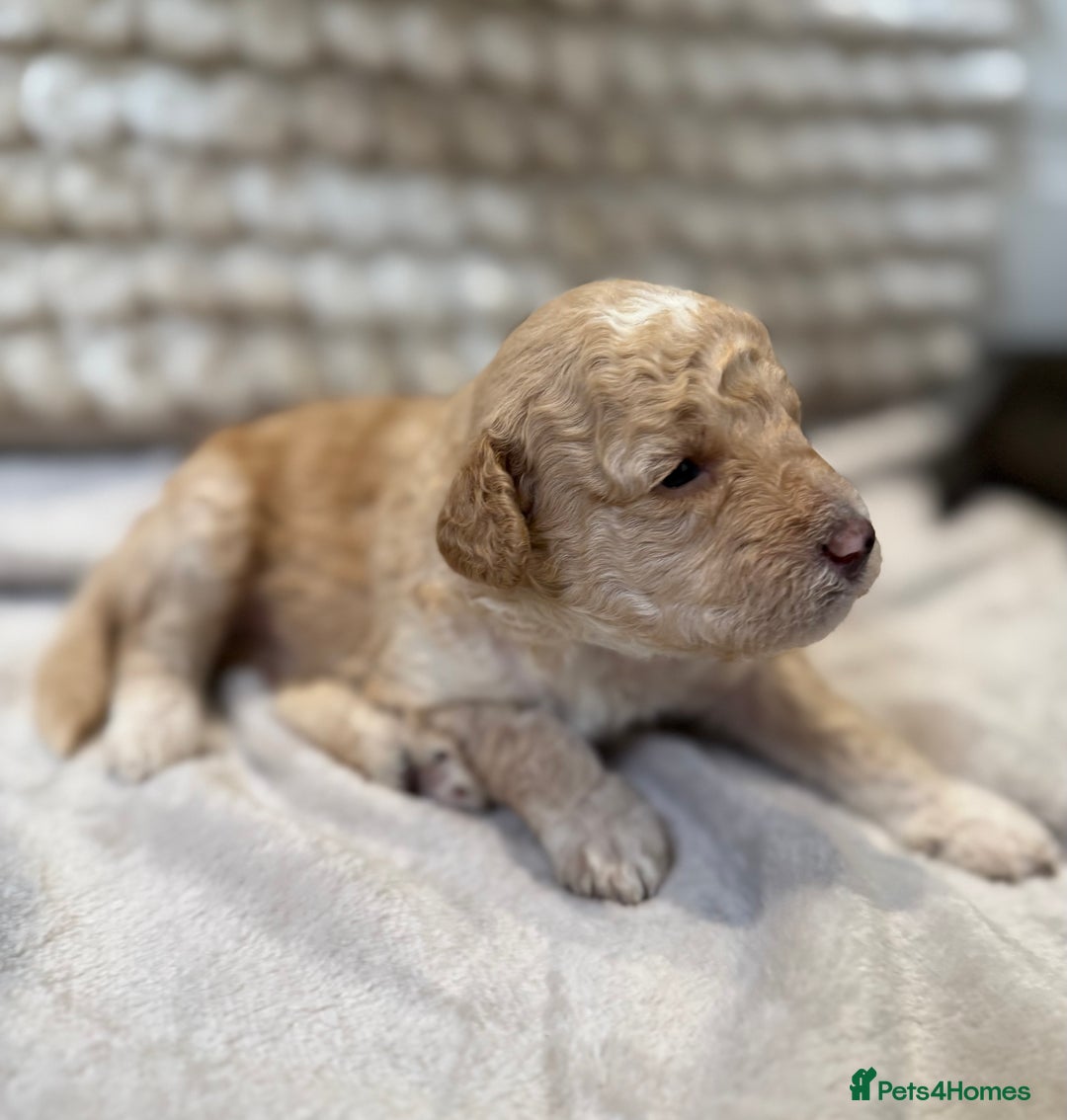 Toy Poodle dogs for sale: Adorable Toy Poodle Puppies READY TO GO! - Advert 31