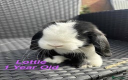 Mini Lop rabbits for sale: Mini Lops Bunnies. READ DESCRIPTION - Updated 27/8 in Chard - Image 2