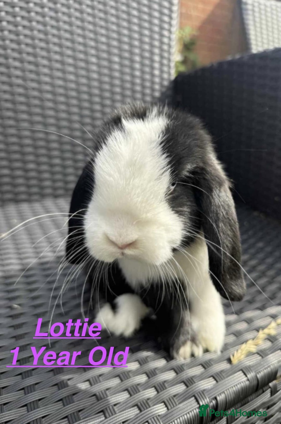 Mini Lop rabbits for sale: Mini Lops Bunnies. READ DESCRIPTION - Updated 27/8 in Chard - Image 2