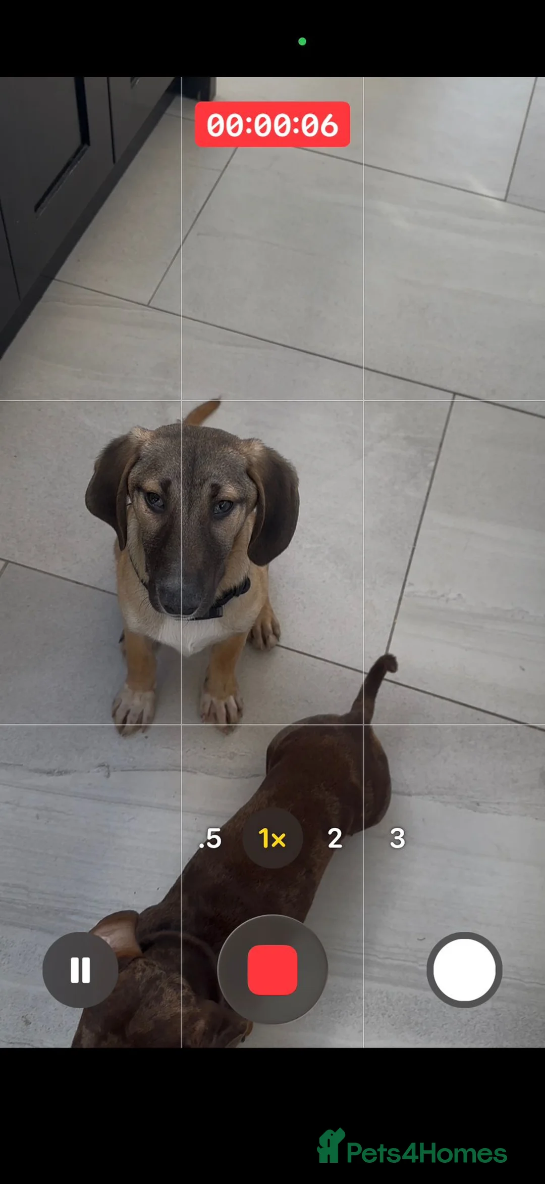 Mixed Breed dogs for adoption: Dolce is a 5 month Macedonian rescue pup  - Advert 9