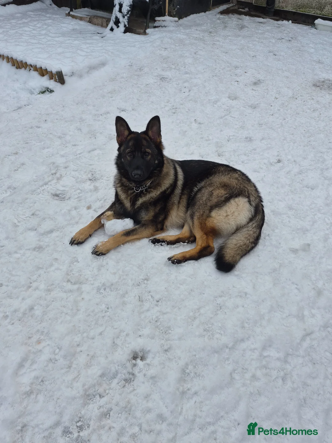 German Shepherd dogs for sale: 16 month German Shepherd  in Birmingham - Advert 1