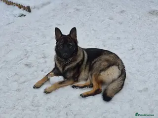 German Shepherd dogs 16 month German Shepherd - Advert 1