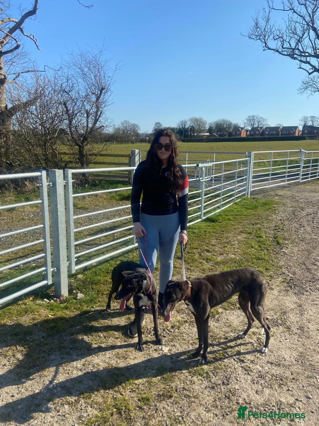 Greyhound dogs for sale: 3 year old greyhound bitch  in Preston - Advert 4