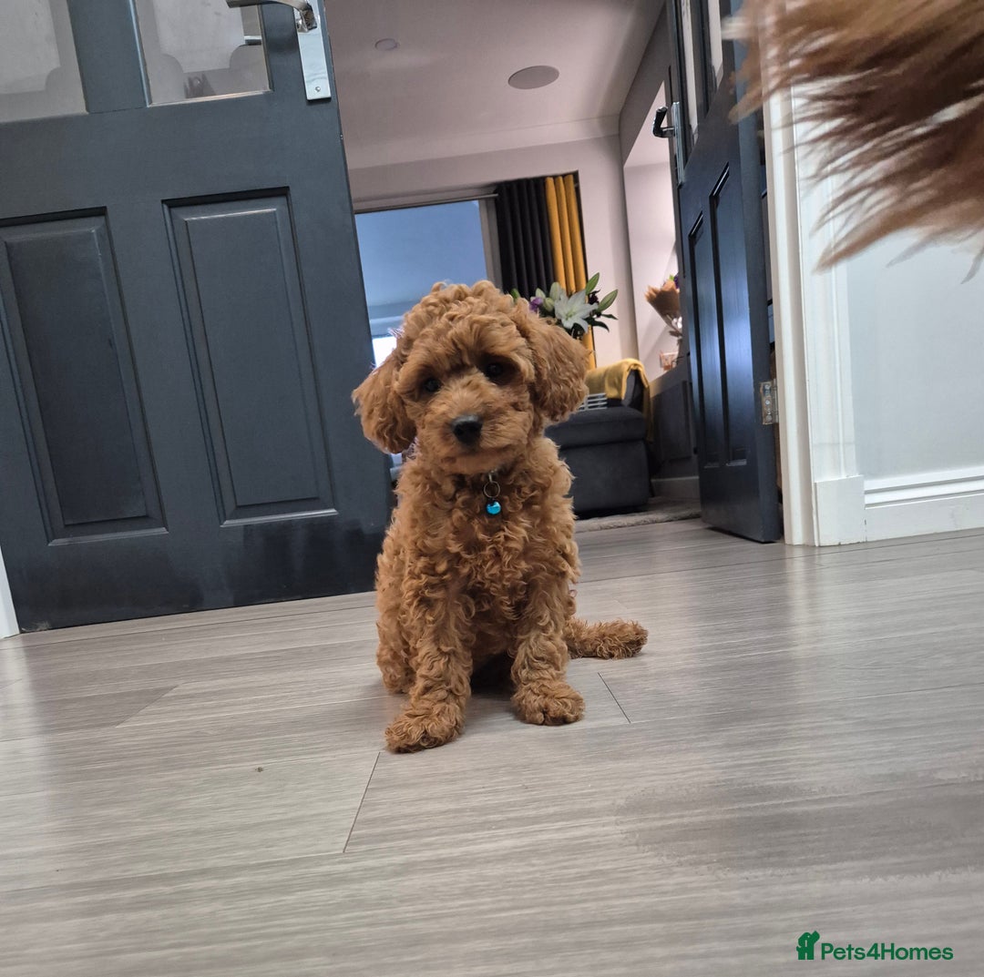Cavapoo dogs for sale: WAITING LIST NOW OPEN FOR SUMMER 2026.  - Image 32