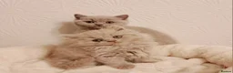 British Shorthair cats for sale: Beautiful British Shorthair Males & Females - Advert 3