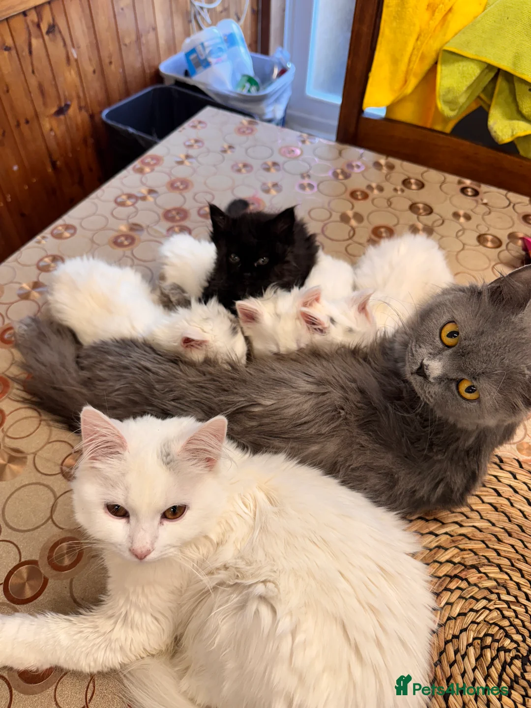 Scottish Fold cats for sale: Mum Scottish fold dad is Turkish angora  - Advert 4