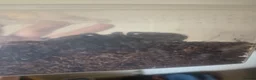 Tarantulas invertebrates for sale: Grammostola pulchra  - Advert 4