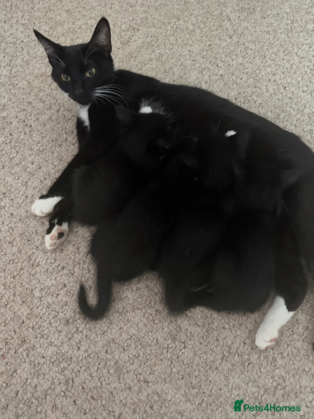 Mixed Breed cats for sale: Kittens looking for a home in Slough - Advert 5