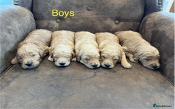 Goldendoodle dogs for sale: Gorgeous Goldendoodle Puppies  - Image 8