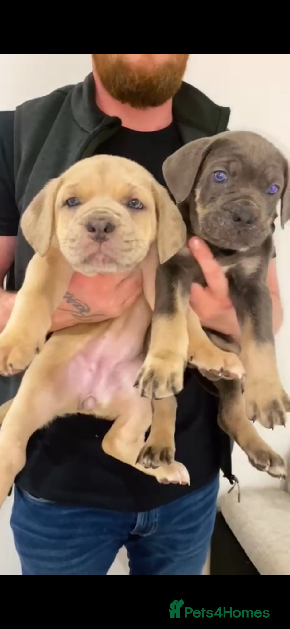 Mixed Breed dogs Puppies Ready to go!  - Advert 1