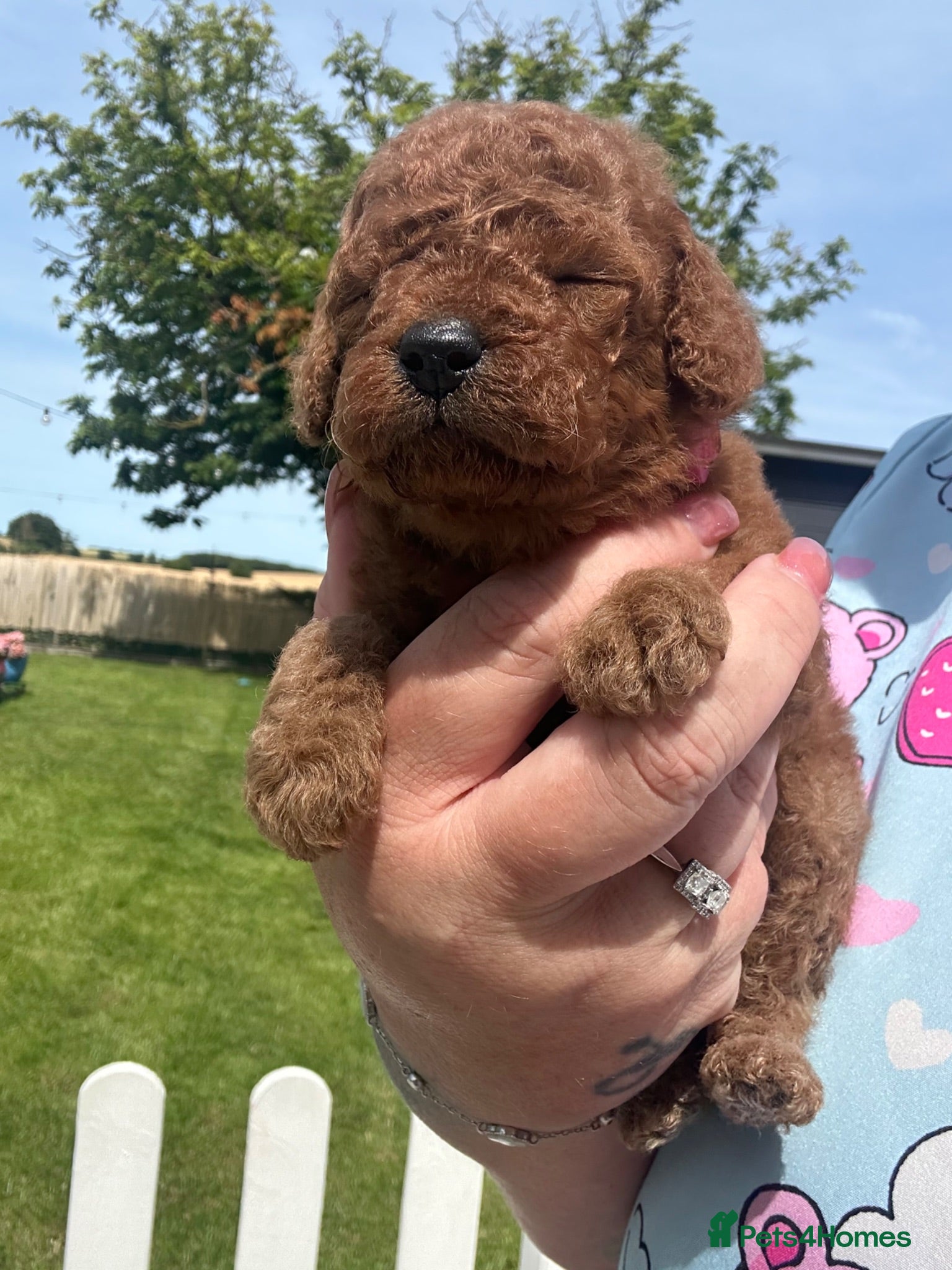 Cavapoo dogs 🐶🌸Stunning F1b Toy Cavapoo’s dark fox red 🐾 - Advert 8