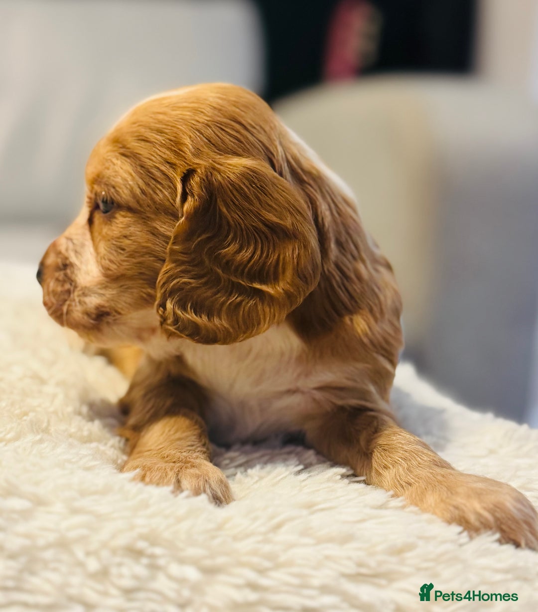 Cocker Spaniel dogs for sale: 6 Cocker Spaniel puppies for sale - Advert 16