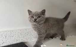 British Shorthair cats for sale: Stunning GCCF registered British shorthair kittens - Image 11