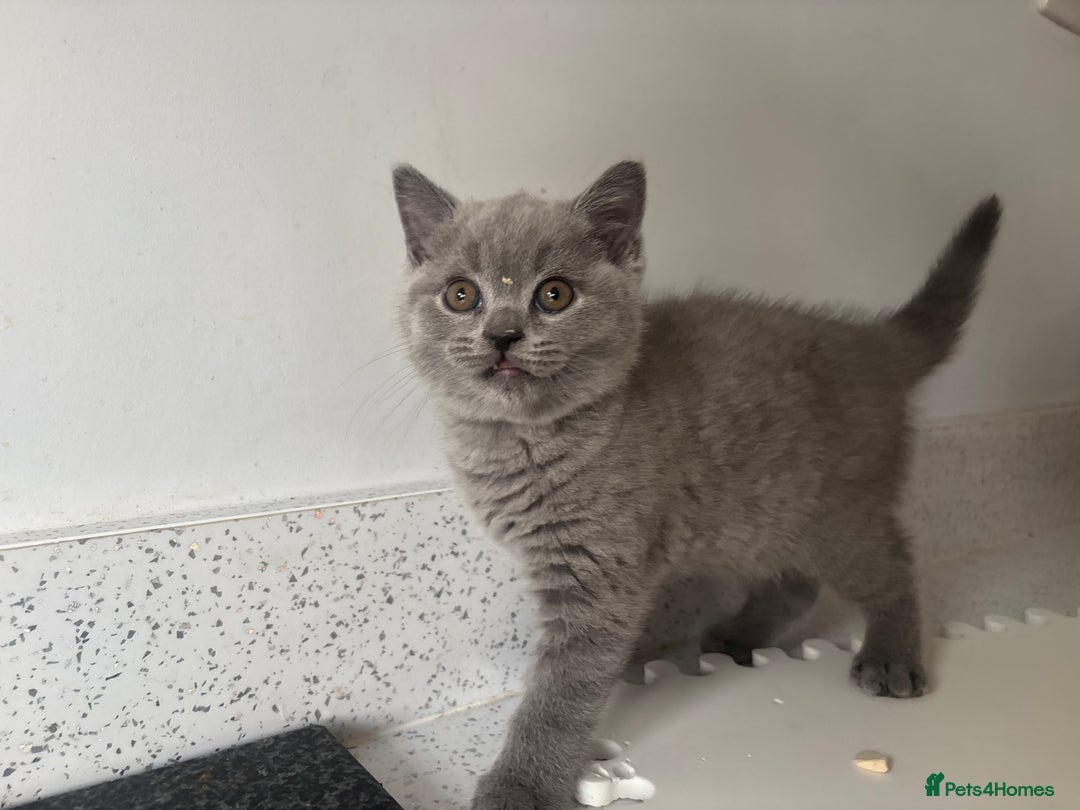 British Shorthair cats for sale: Stunning GCCF registered British shorthair kittens - Image 11