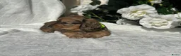 Miniature Dachshund dogs for sale: STUNNING KC LONG HAIRED MINIATURE DACHSHUND PUPS💕 - Advert 30