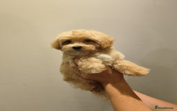 Maltipoo dogs for sale: Tiny maltipoo puppies - Image 4