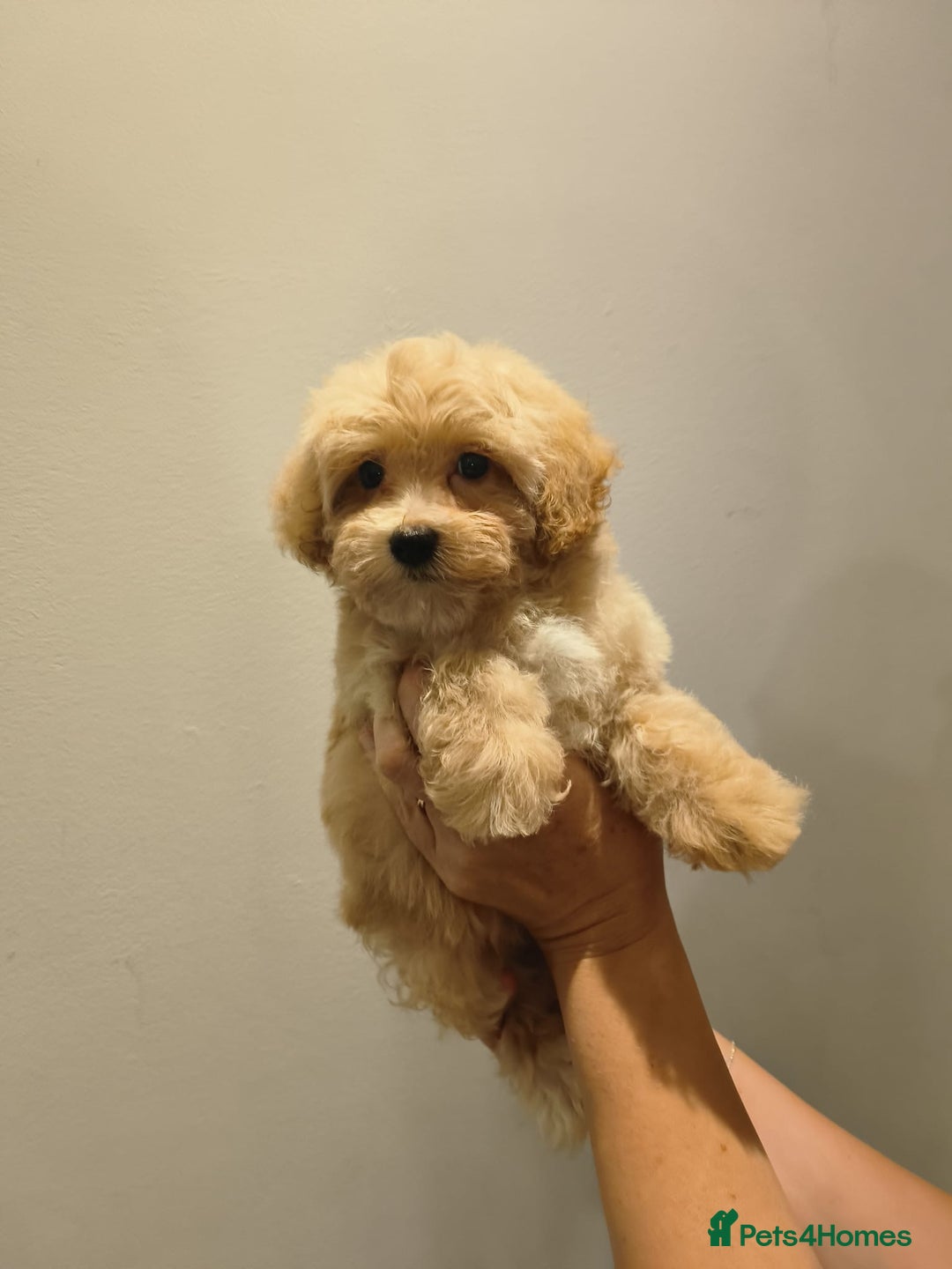 Maltipoo dogs for sale: Tiny maltipoo puppies - Image 4