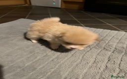 Pomeranian dogs for sale: Two Male Pomeranian’s!  - Advert 13