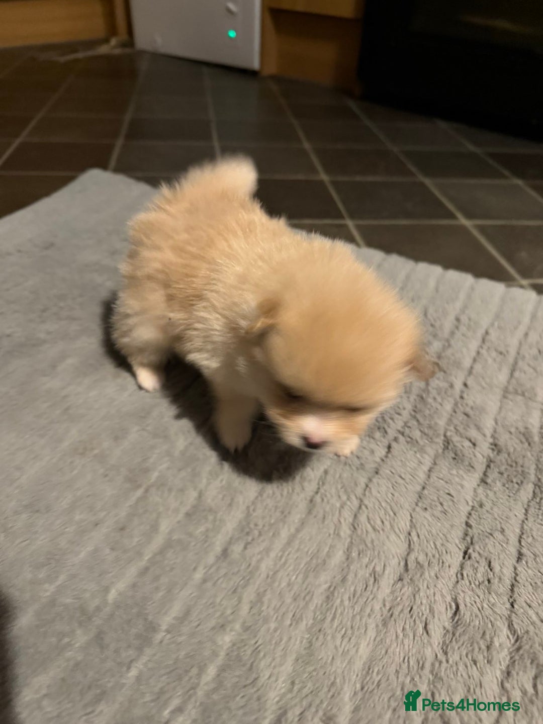 Pomeranian dogs for sale: Two Male Pomeranian’s!  - Advert 13