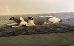 Whippet dogs for sale: Whippet puppies  - Image 2