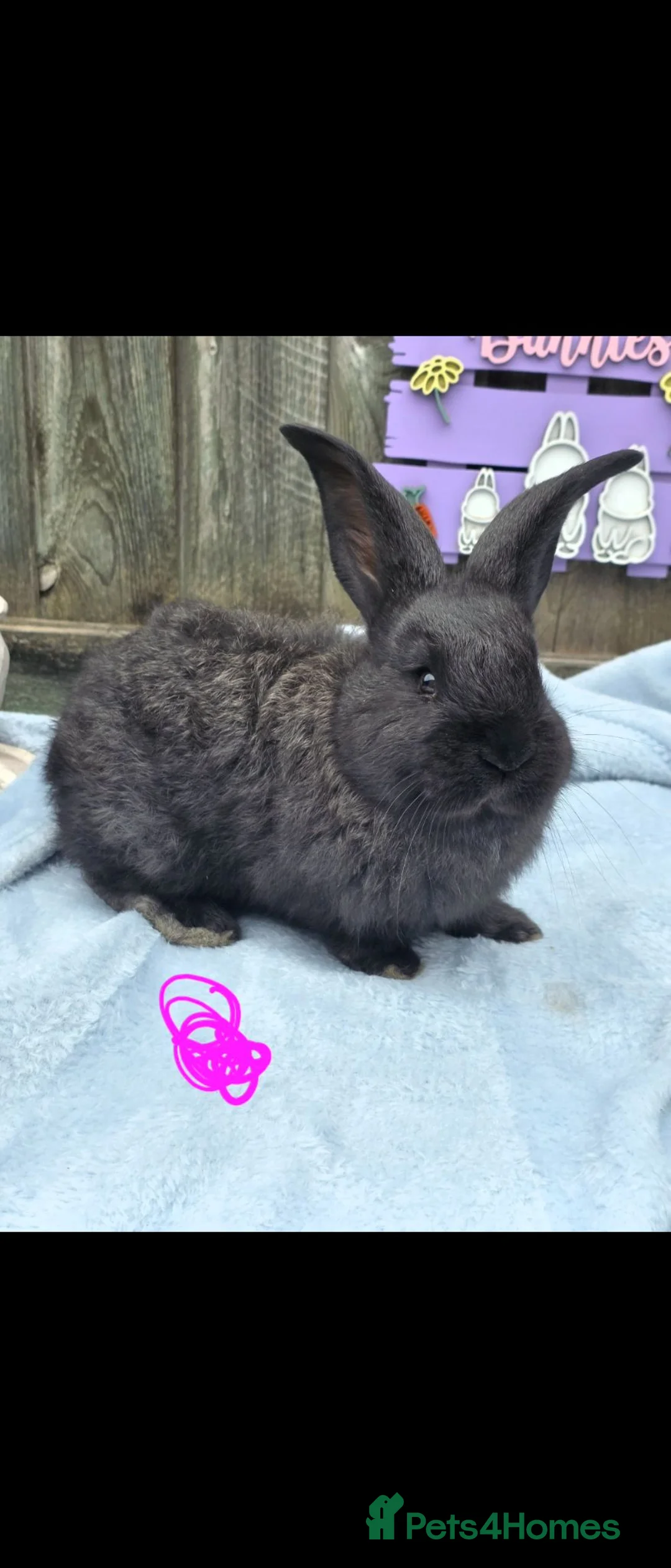 Continental Giant rabbits for sale: beautiful steel continental giant 🩷 for reserve  - Advert 2