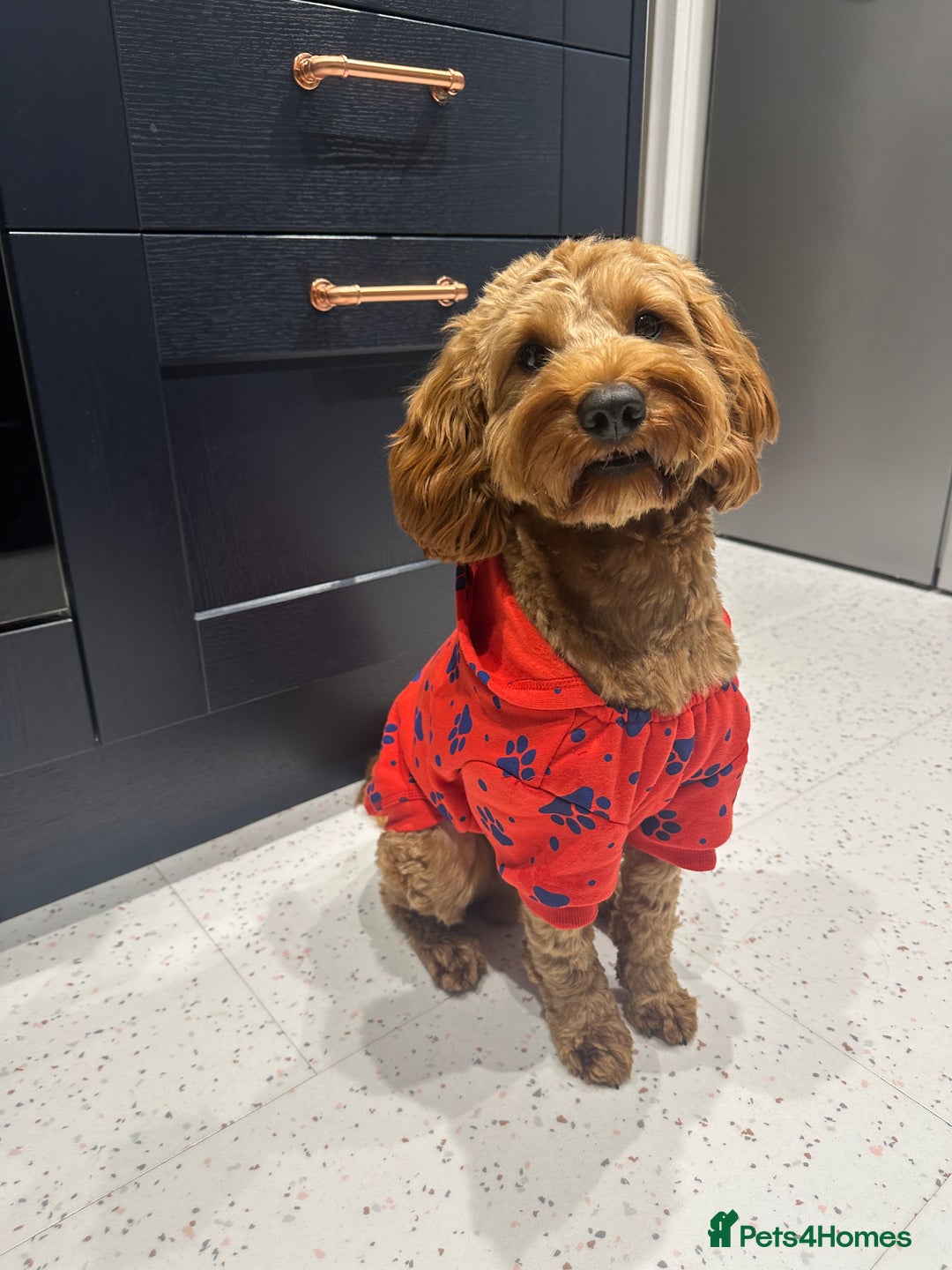 Cockapoo dogs for stud: Bear – DNA Tested Cockapoo Stud (Poodle-Dominant) - Advert 10