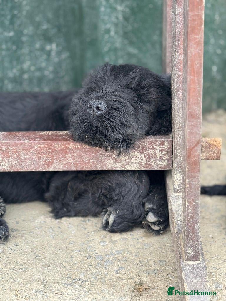 Russian Black Terrier dogs Black Russian Terrier Puppies - Advert 2