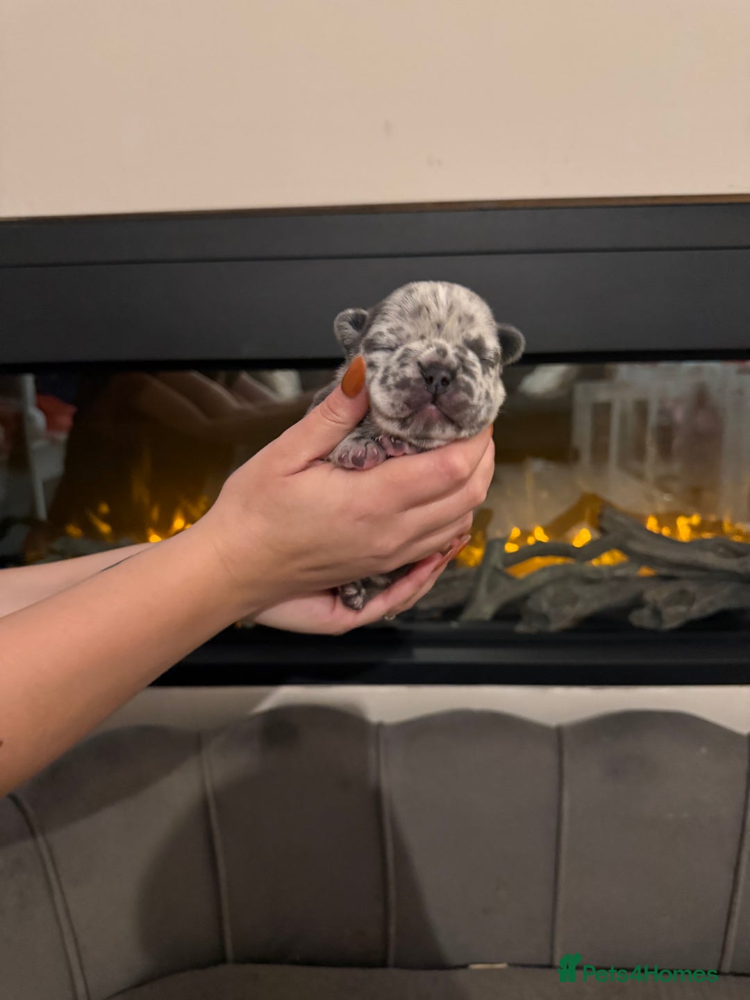 French Bulldog dogs for sale: Beautiful blue and lilac merle French bulldogs - Image 11