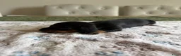 Dachshund dogs for sale: Standard kc Dachshund puppys  in Halifax - Advert 18