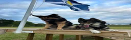 Shepsky dogs for sale: 2 Females left in Prestonpans - Advert 2
