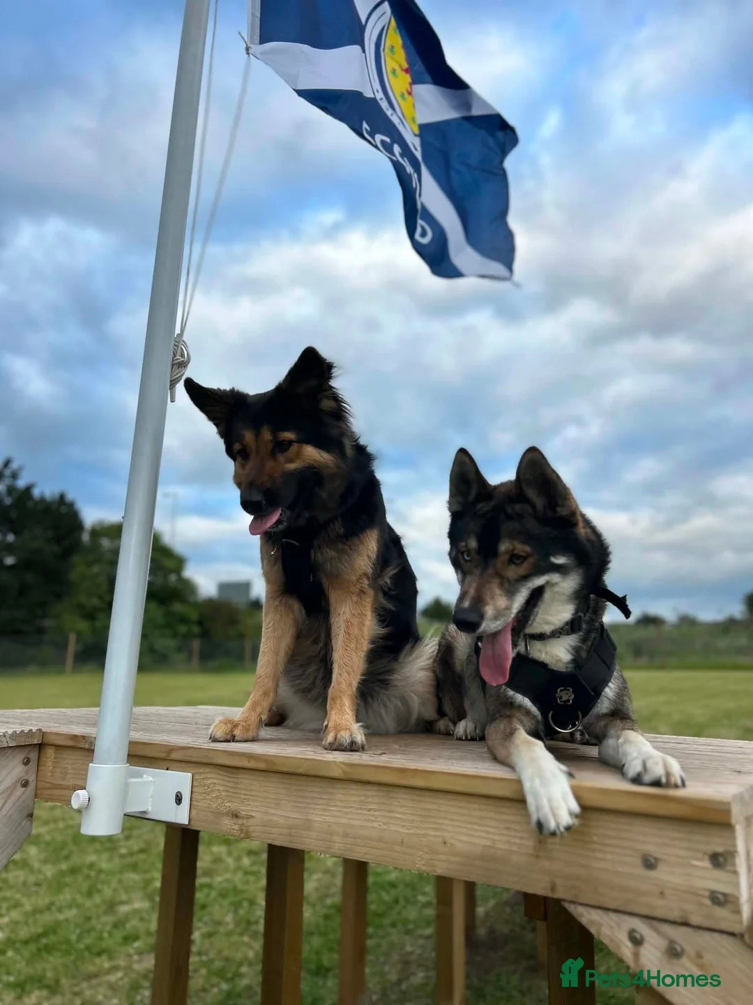 Shepsky dogs for sale: 2 Females left in Prestonpans - Advert 2