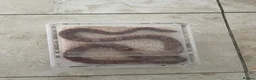 Corn Snake reptiles for sale: Corn Snake & full heated setup in Huddersfield - Advert 3