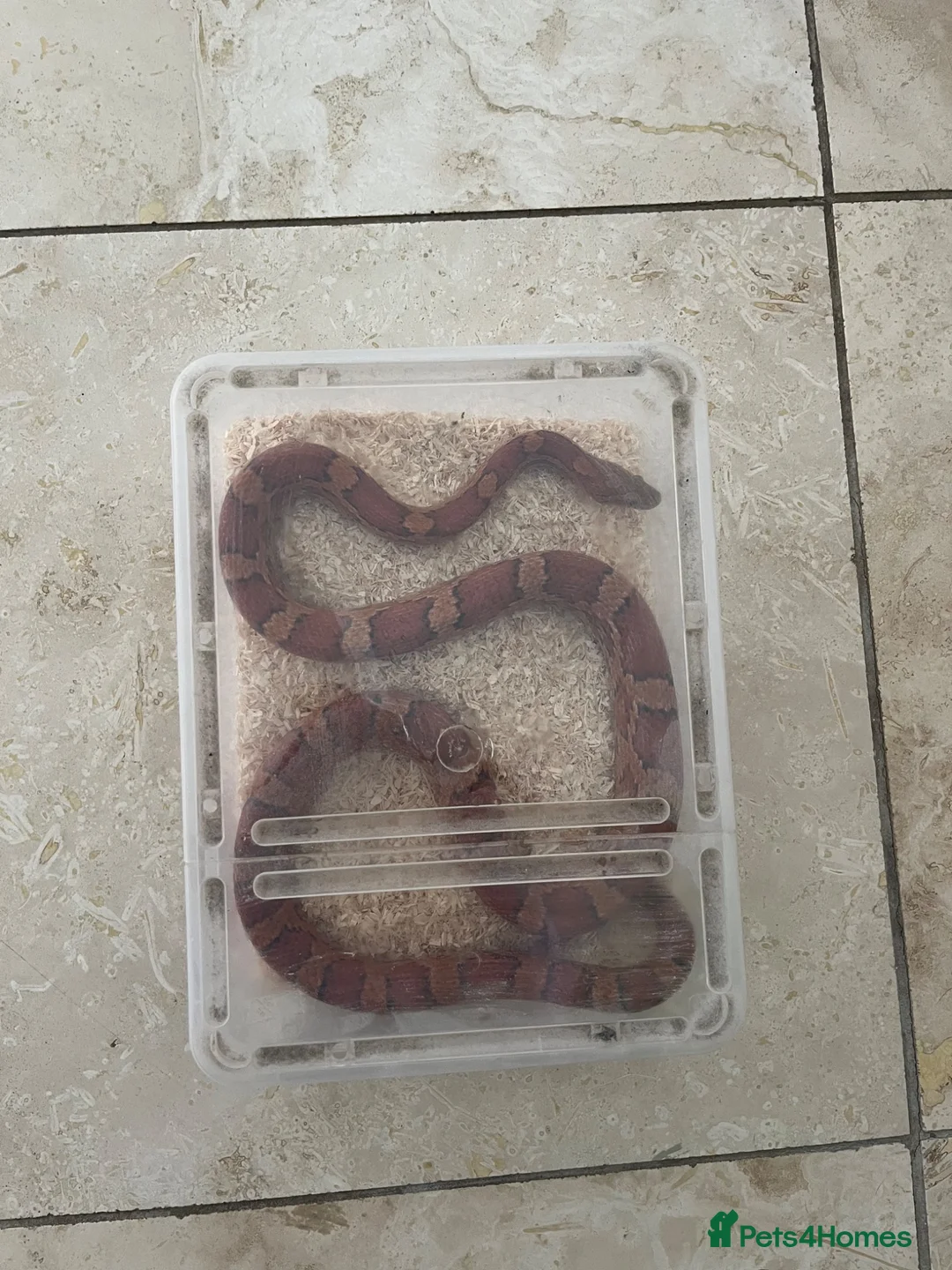 Corn Snake reptiles for sale: Corn Snake & full heated setup in Huddersfield - Advert 3