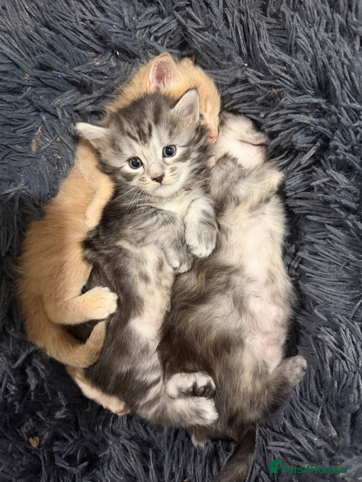 Maine Coon cats Main coon kittens  - Advert 1