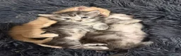 Maine Coon cats for sale: Main coon kittens  - Advert 1