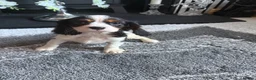 Cavalier King Charles Spaniel dogs for sale: 🐶Kc cavalier dna clear puppies 🐶3 boys left - Advert 3