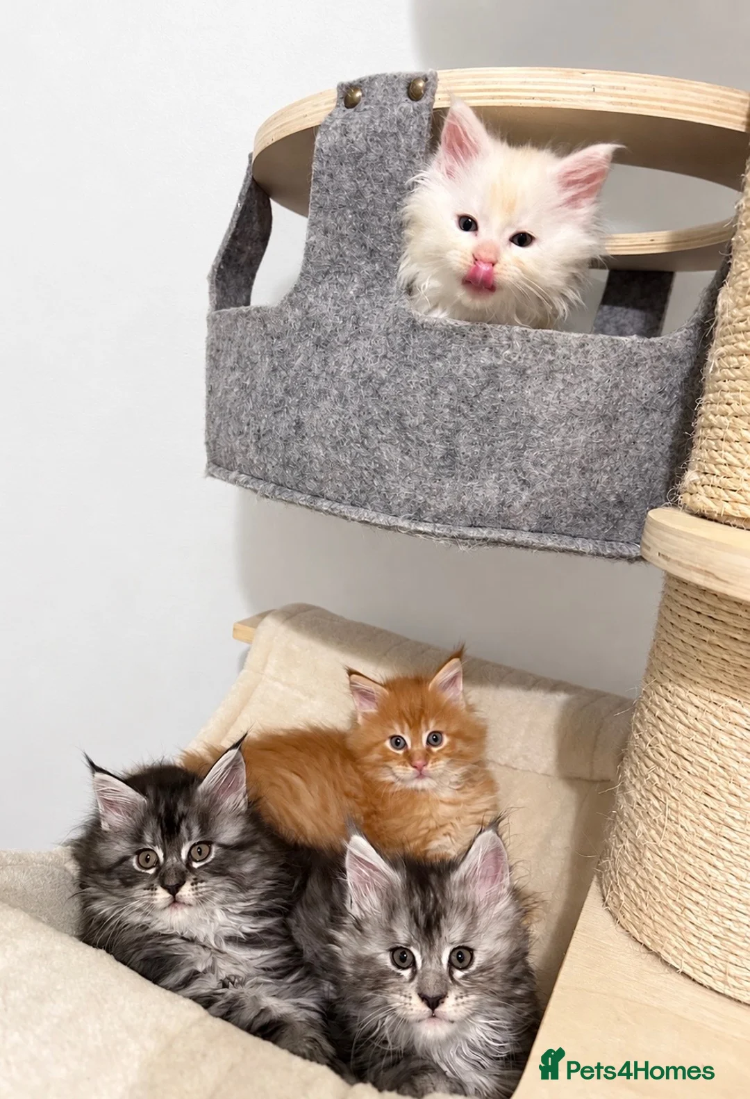 Maine Coon cats for sale: Beautiful Maine coon kittens  - Advert 2