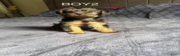 Yorkshire Terrier dogs for sale: 3 Beautiful Yorkshire Terrier for sale in Newark - Advert 17