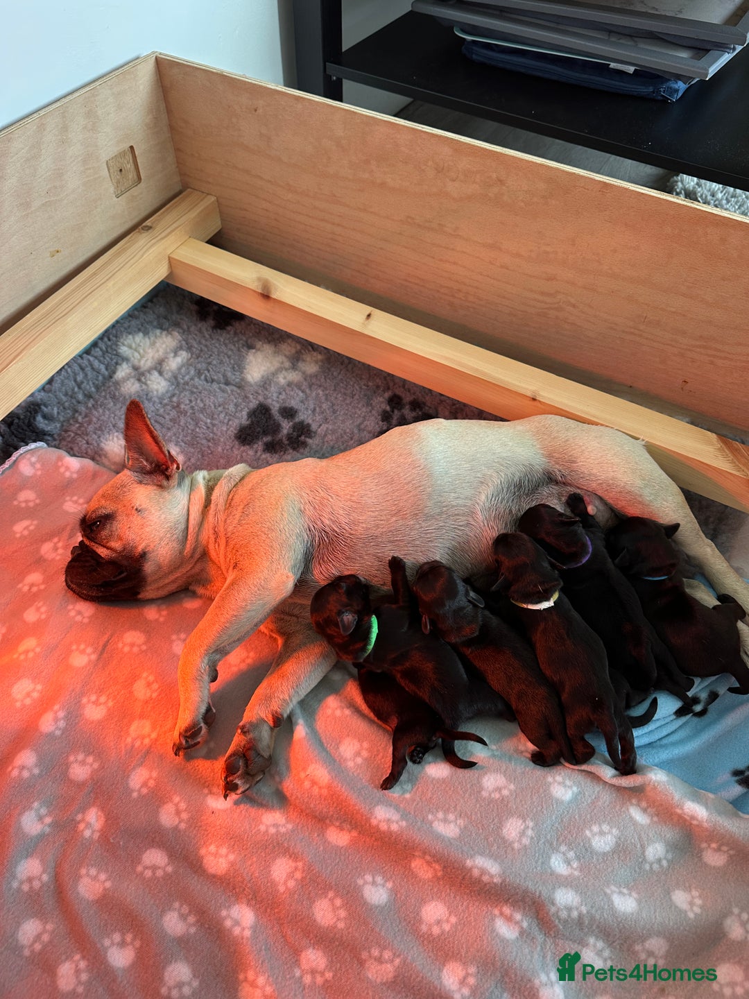 Mixed Breed dogs for sale: 8 Frenchies/cockapoo puppies for sale  - Image 10