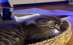 Maine Coon cats for sale:      💖LAST BEAUTIFUL BABY GIRL💖  - Image 25