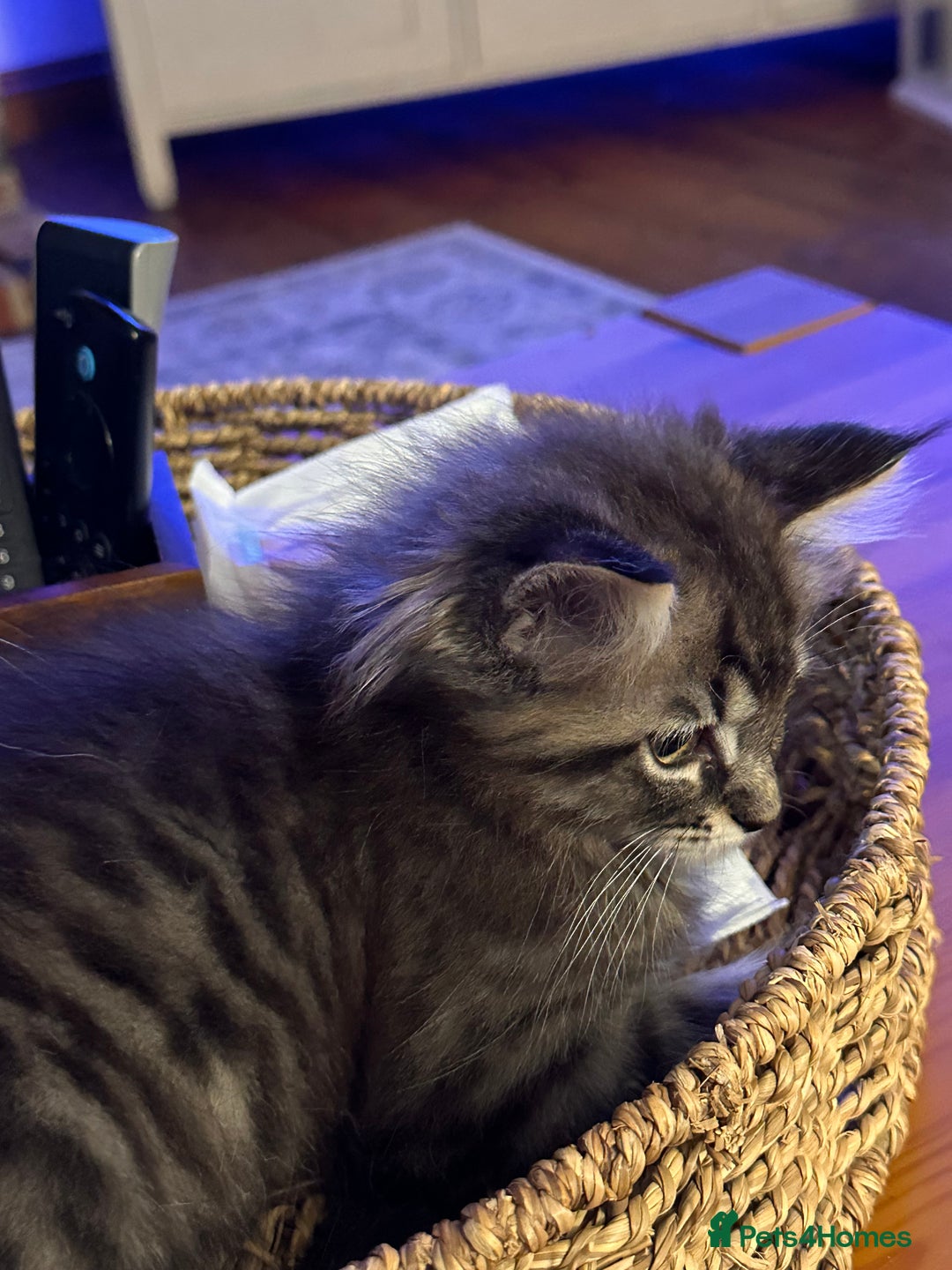 Maine Coon cats for sale:      💖LAST BEAUTIFUL BABY GIRL💖  - Image 25